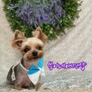 쑝이네 애견샵 이미지