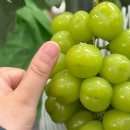 십이령농원 이미지