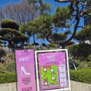 (주)제이더스화학 | [실시간] 1년에 단 6일! 2026 SK인천석유화학 벚꽃동산 개방 첫날 방문 후기 🌸