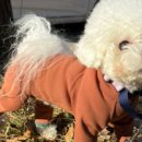 (주)핫독 이미지