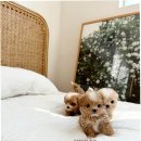 켄넬203 말티푸분양, 미니비숑분양 이미지