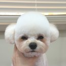 오도르봉 이미지