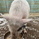 찬우물농장 이미지