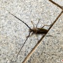 서여주(양평) 이미지