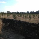 신풍농장 이미지