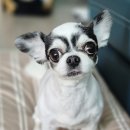 개순이 살롱 이미지