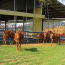 조화축산 이미지