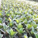 광선이농장 이미지