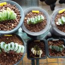 옥선아지트