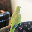 카페브런치(오후) 이미지