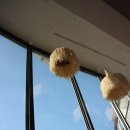 카페 벅헤드 이미지