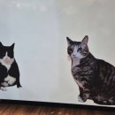 당리동사람들 | 당리동맛집 깔끔한 상차림 양념돼지갈비맛집 수고기