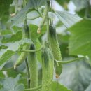 자라진천 이미지