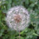 지리산민들레 이미지