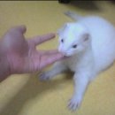 페릿 이미지