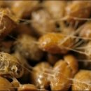 설 청국장 이미지