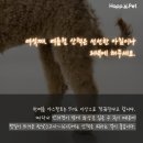 안녕펫 이미지