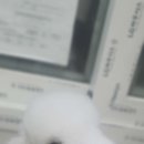 멍했냥 평택본점 | 평택애견미용 추천 멍했냥 15년 경력 믿고 맡기세요