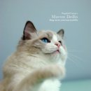 마론도리스(Marondollis) 이미지