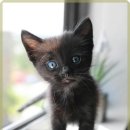 온 동물의료센터 | 안전한 동물병원 찾기: 라비온 동물의료센터 방문 후기