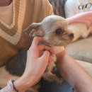 오르치그로치 이미지