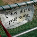 야탑 반려견 이미지