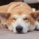 라온 반려 동물병원 이미지