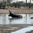 타이어사자 이미지