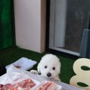 멍펜션13 | 모두가 행복했던 가평 멍펜션 후기(내돈내산)