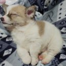 사라 양한방 동물병원 이미지