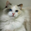 마론도리스(Marondollis) 이미지