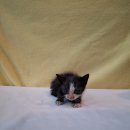 군산시-01070 이미지