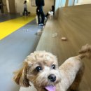 얼렁오시개 | [안산애견실내놀이터]얼렁오시개_초지동애견호텔,유치원,카페 다녀온 후기 ~! 완전 내돈내산