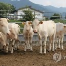 큰들축산 이미지