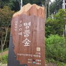 가볼만한곳 : 사천케이블카 자연휴양림 숙박 시설 및 야영장 편백나무 숲속 힐링 캠핑 코스 총정리 🌲·