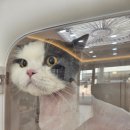 냥이네 목욕탕 이미지