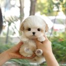 행복한강아지 | 대구강아지분양 행복한 반려 후기