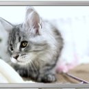 불리한 시바 | 남양주대형묘분양 내가 책임지고 알아봐줄게