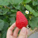 태자농장 | 태자딸기 방문기