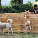 댕댕그라운드 이미지