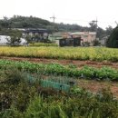 정암토종닭 이미지