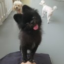 상주애견 이미지