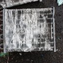 국제라지에타 이미지