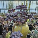 부영농장3 이미지