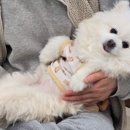 빵빵연대 이미지