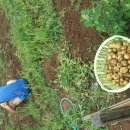 서구농장 이미지