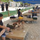 댕댕아 놀자 이미지