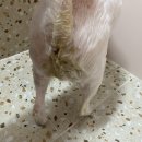 24시굿케어동물의료센터 이미지