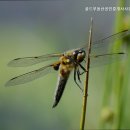 강서골드공인중개사사무소 이미지