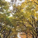 서울대학교 농업생명과학대학 | 안양 가볼만한곳 _ 서울대학교 농업생명과학대학 관악수목원 (안양수목원)